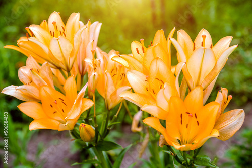 blooming summer orange lily in a country garden 