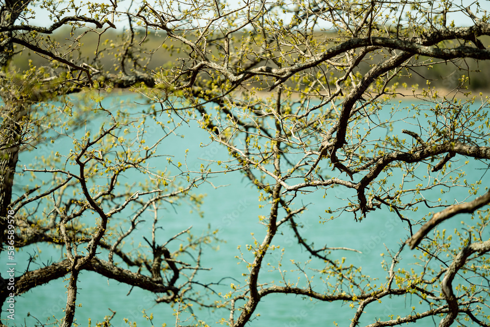 Branches with Spring Buds against the Lake