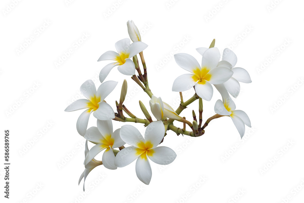 Bunch of Plumeria flowers bloom isolated on white background included clipping path.