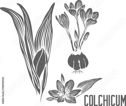 Colchicum speciosum flowers and leafs vector silhouette. Autumn crocus herb medicinal outline. Set of Amur Barberry leafs and flowers in Line for pharmaceutics. Contour drawing of Autumn crocus flower