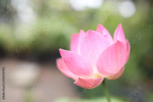 Pink lotus flower under sunlight