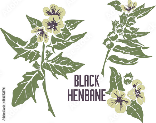 Black henbane flowers in vector silhouette. Hyoscyamus niger medicinal herb outline. Set of vector image of Black Henbane plant in color for medicine and botany. Black henbane in contour and color