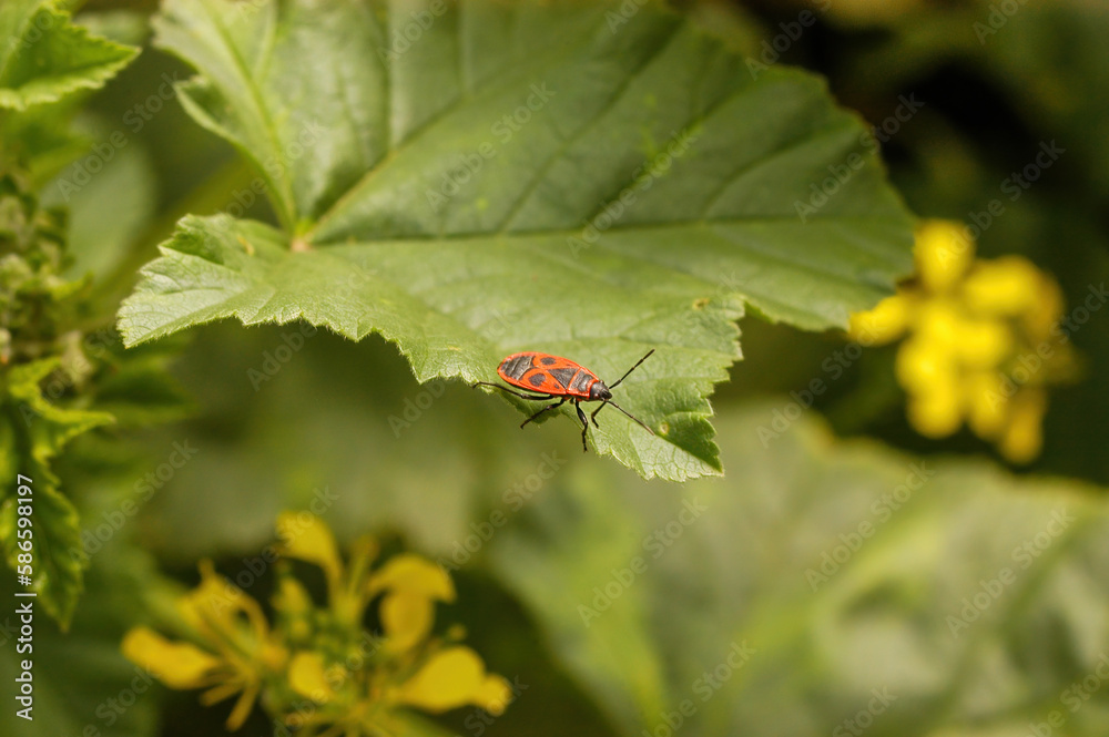 Fototapeta premium Firebug (Pyrrhocoris apterus) Standing On A Green Leaf, Background With Depth of Field