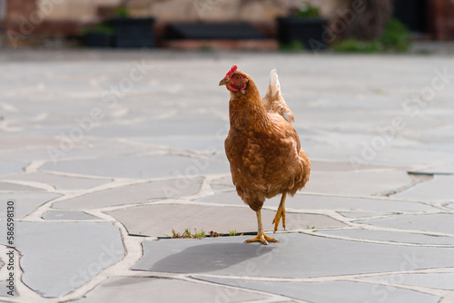 chicken on paving photo