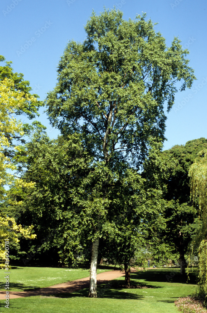 Betula neolaskana 'Yukon white birch', Bouleau Betula neolaskana 'Yukon white birch', Bouleau