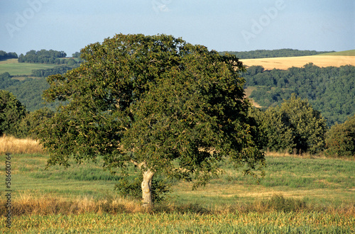 Juglans regia, Noyer photo