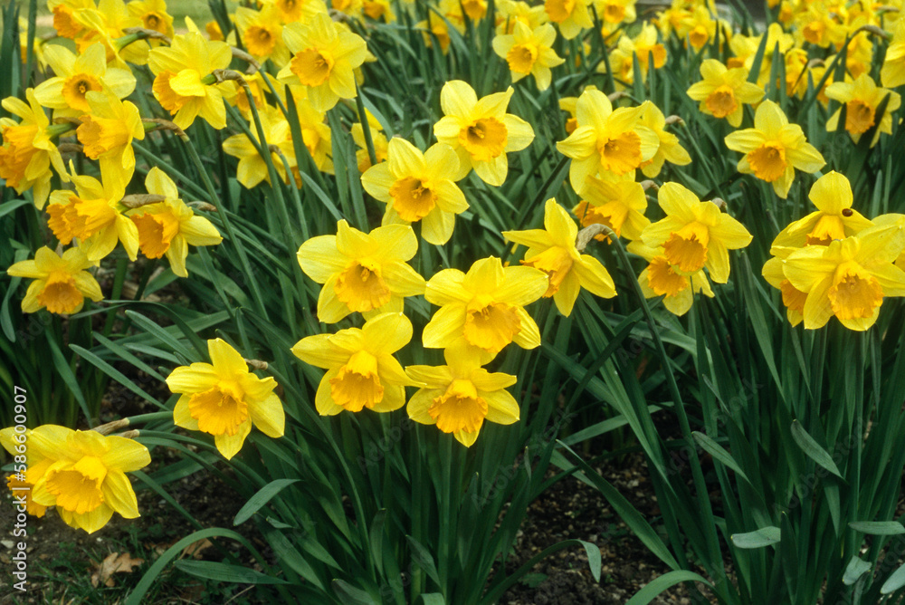 Fototapeta premium Narcissus 'Bantam', Narcisse