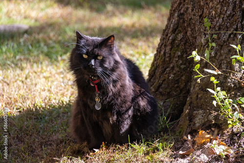 Scruffy Black Domestic Longhair Cat Sits Beneath a Tree photo