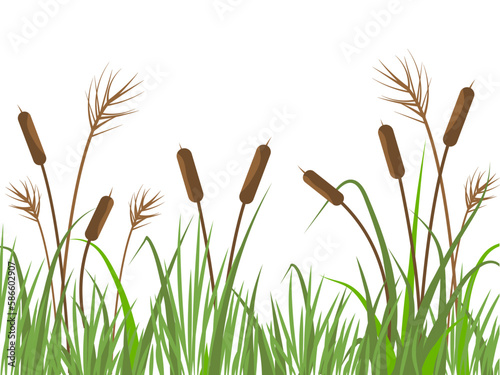 Nature background with reeds and grass. River landscape with plants on white background. Flat vector illustration. 