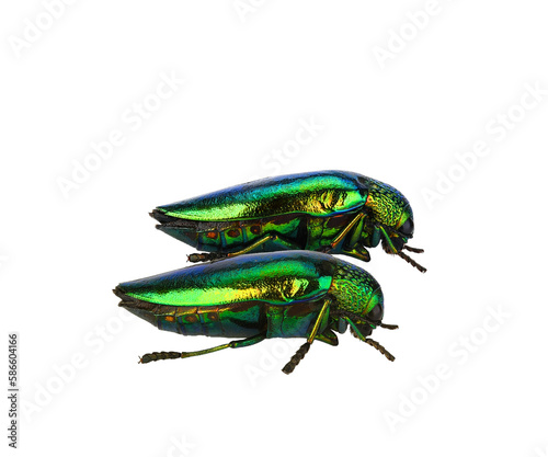 Jewel beetle (Buprestidae) on transparen png.