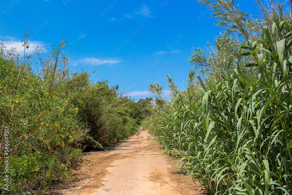 Vega Baja del Segura - Almoradí - Paisajes y detalles en la huerta Vega Baja del Segura - Almoradí - Paisajes y detalles en la huerta