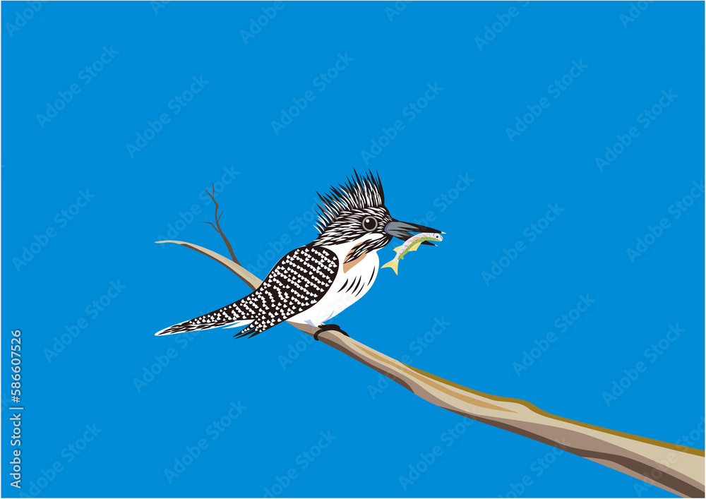 Obraz premium 小魚を獲って木の枝に止まっているヤマセミ