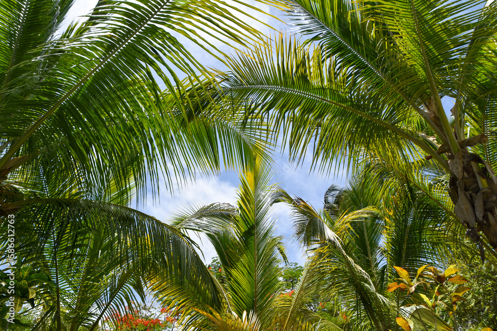 Fototapeta premium Palms Blue Sky Islands Vacation
