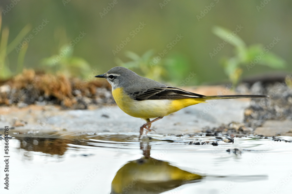 lavandera cascadeña (Motacilla cinerea) reflejada en el agua del estanque lavandera cascadeña (Motacilla cinerea) reflejada en el agua del estanque