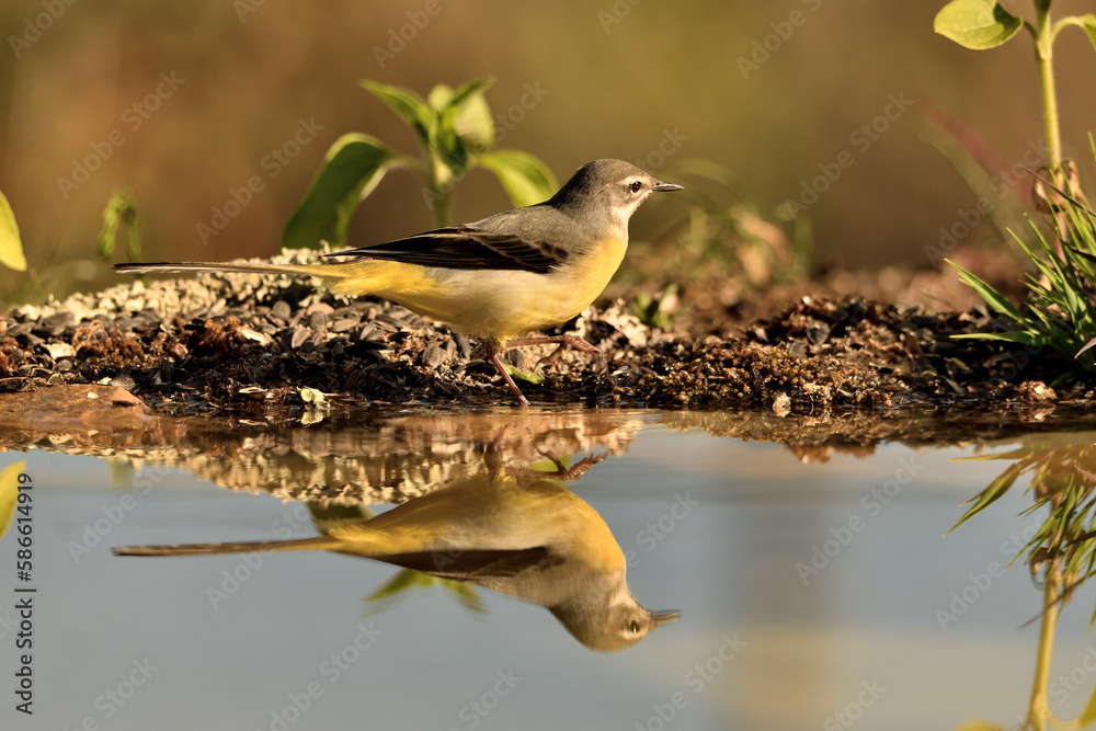 Obraz premium lavandera cascadeña (Motacilla cinerea) reflejada en el agua del estanque