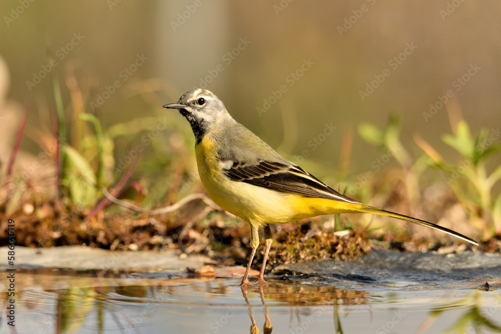 Fototapeta premium lavandera cascadeña (Motacilla cinerea) reflejada en el agua del estanque