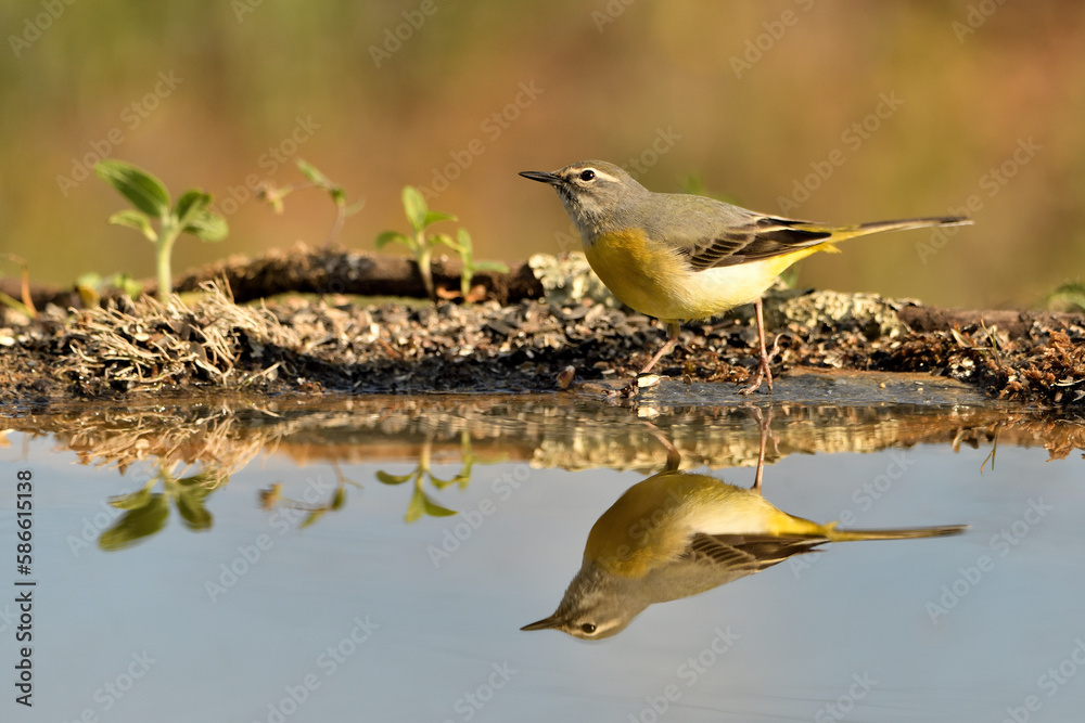 Obraz premium lavandera cascadeña (Motacilla cinerea) reflejada en el agua del estanque