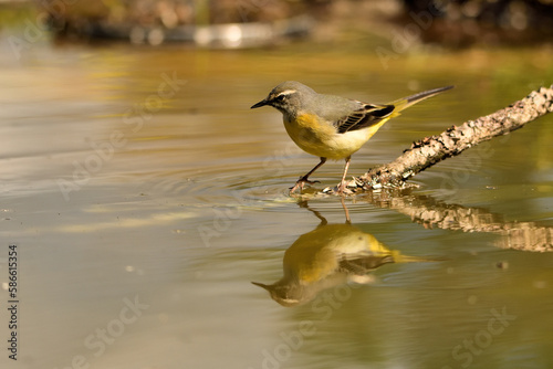  lavandera cascadeña (Motacilla cinerea) reflejada en el agua del estanque