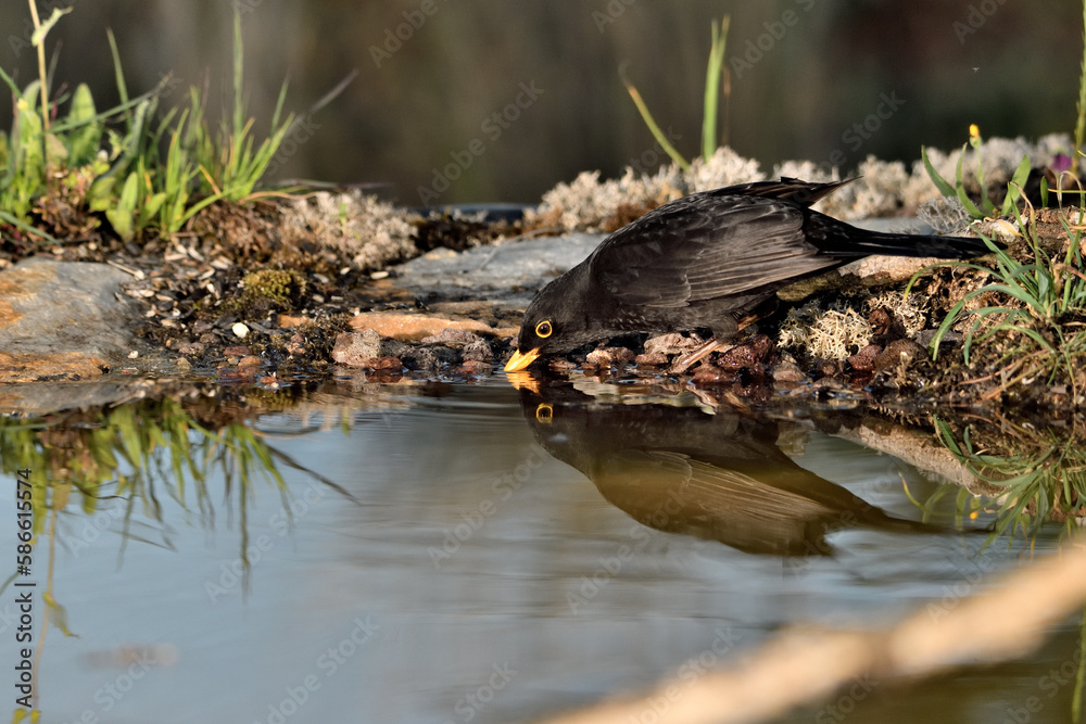 mirlo (turdus merula) posado en el borde del estanque bebiendo agua mirlo (turdus merula) posado en el borde del estanque bebiendo agua