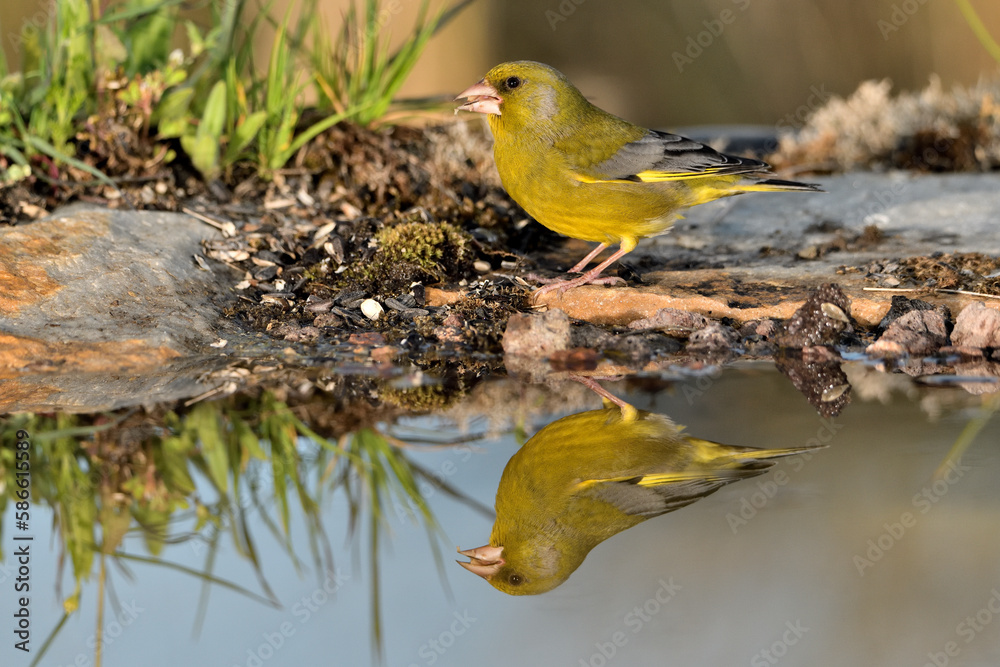 verderón europeo o verderón común (Chloris chloris) reflejado en el agua del estanque verderón europeo o verderón común (Chloris chloris) reflejado en el agua del estanque