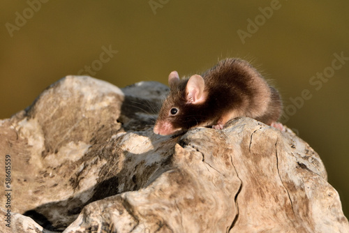 ratón domestico en un tronco seco