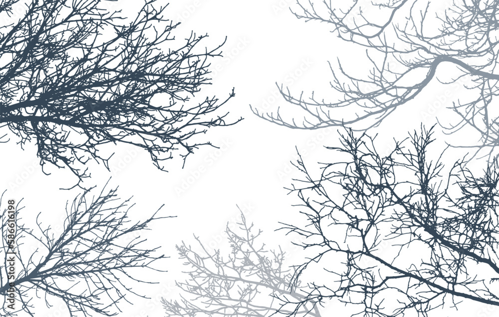 Bare branches of trees silhouette, background. Vector illustration