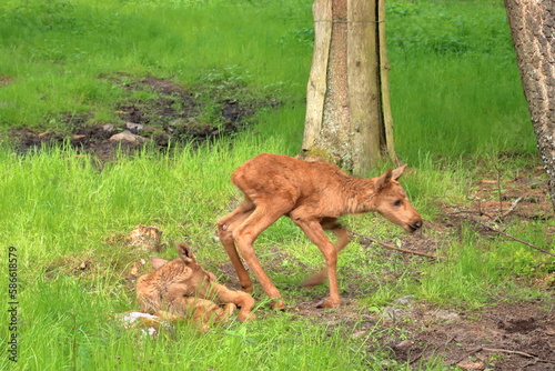 European Moose Calf, Alces alces, also known as the elk, Sweden