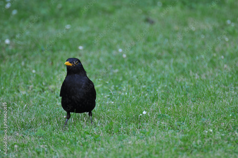 Fototapeta premium Common blackbird, Turdus merula, on a lawn