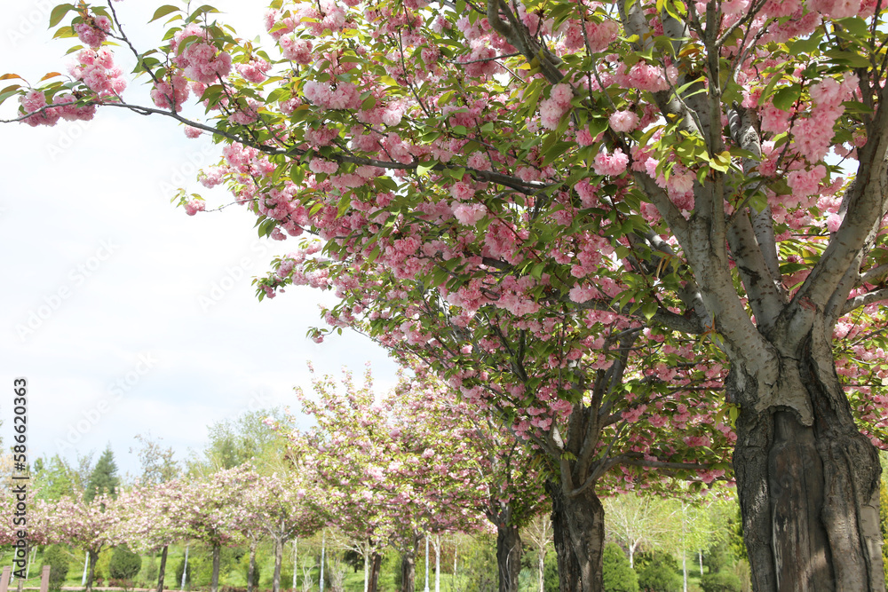 Gourgeous sakura cherry trees in full blossom