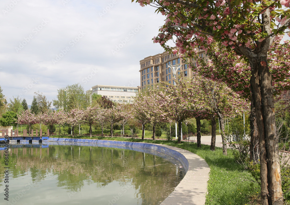Obraz premium Gourgeous sakura cherry trees in full blossom