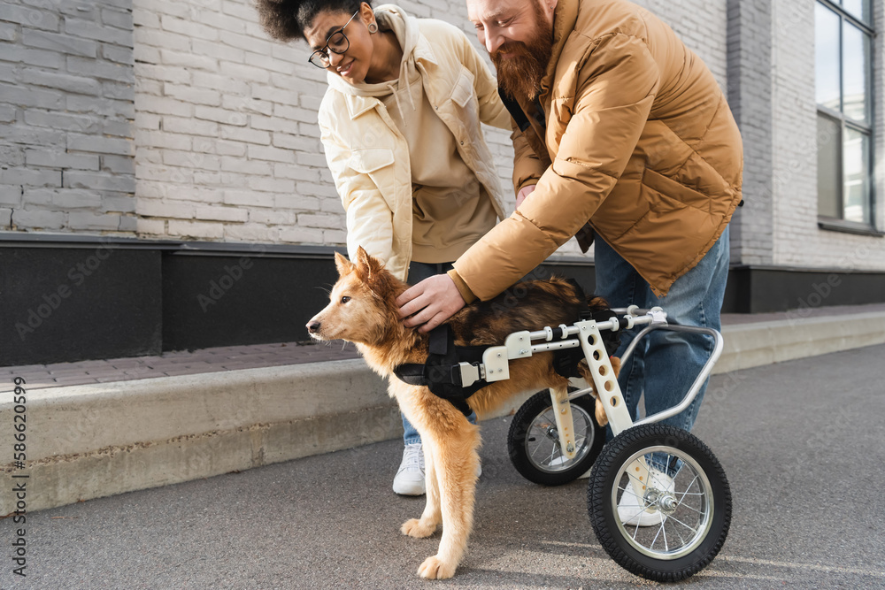 Obraz premium Smiling multiethnic couple petting handicapped dog in wheelchair outdoors.