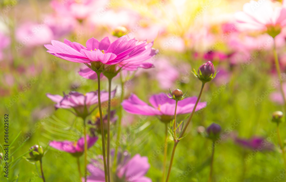 Sweet pink cosmos flowers  Blooming outdoors, afternoon, sunny, in the botanical garden. copy space