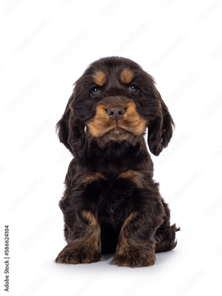 Adorable choc and tan English Coclerspaniel dog puppy, sitting up facing front. Looking towards camera, isolated on a white background.