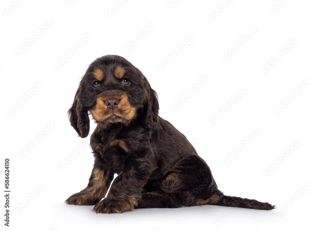 Adorable choc and tan English Coclerspaniel dog puppy, sitting up side ways. Looking towards camera, isolated on a white background.