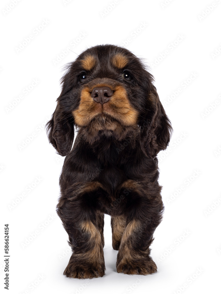 Adorable choc and tan English Coclerspaniel dog puppy, standing up facing front. Looking towards camera, isolated on a white background.