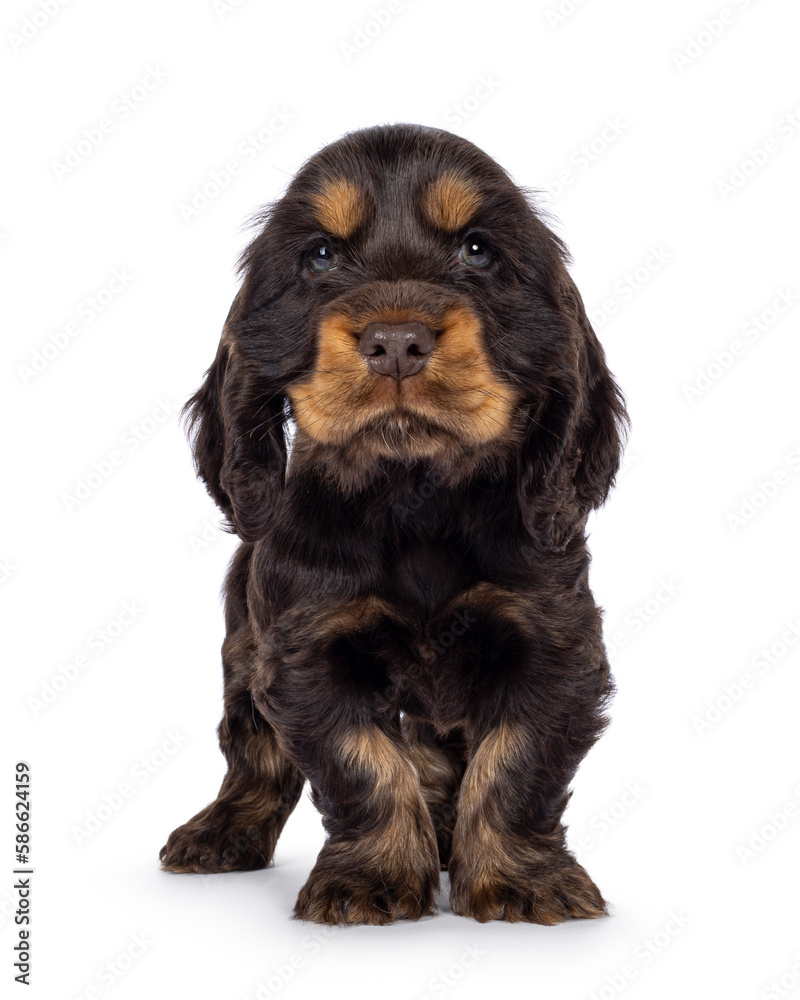 Adorable choc and tan English Coclerspaniel dog puppy, standing up facing front. Looking towards camera, isolated on a white background.