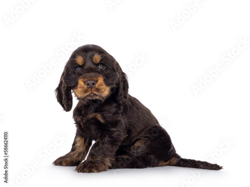 Adorable choc and tan English Coclerspaniel dog puppy, sitting up side ways. Looking towards camera, isolated on a white background. © Nynke