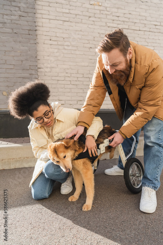 Positive multiethnic couple taking care of disabled dog in wheelchair on urban street. © LIGHTFIELD STUDIOS