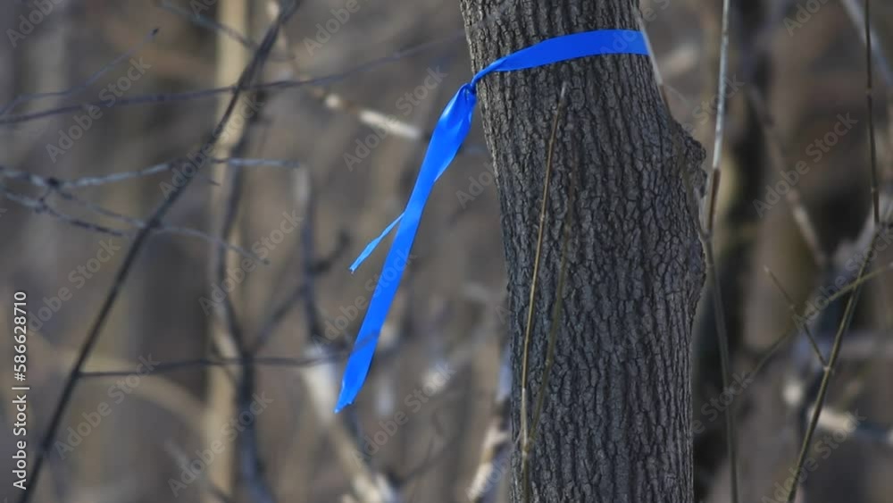 les rubans bleus sur les arbres de la forêt sont utilisés pour les marquages ​​permanents