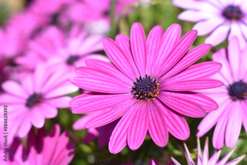 purple daisy flower purple daisy flower