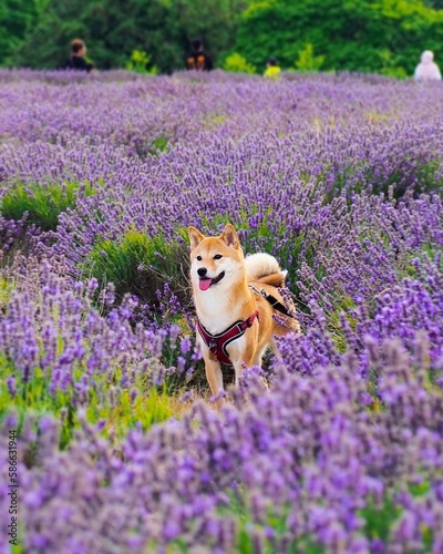 Fotografie shiba inu