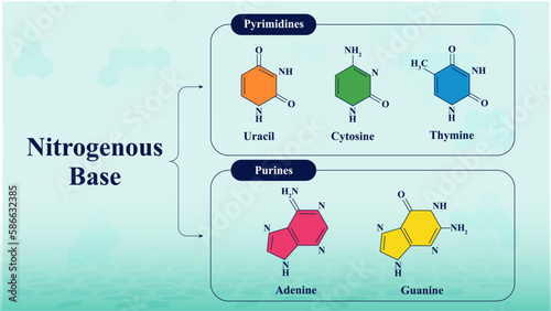 The Building Blocks of Genetic Information: Nitrogenous Bases and Nucleotides