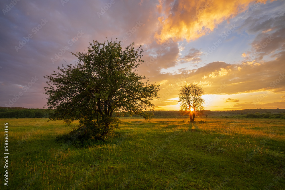 Fototapeta premium sunset in the forest
