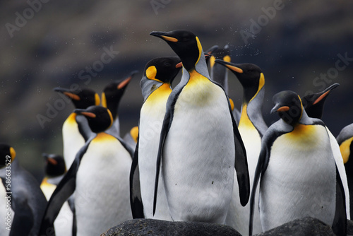 king penguins on the rocks