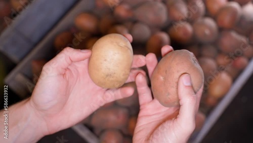 Hands compare white and red potatoes close-up.Selection of root vegetables in the market when buying. Rotating potatoes in hand