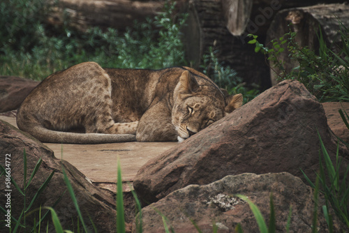 Beautiful african lioness sleeping in a zoo in germany © codebude