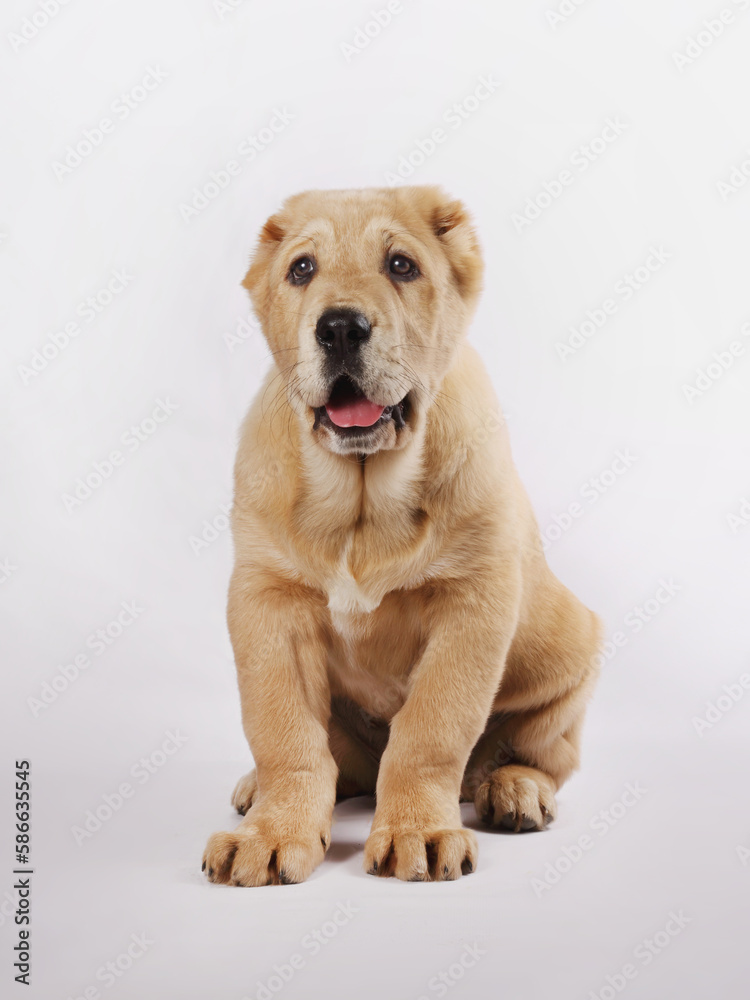 Central Asian Shepherd Dog