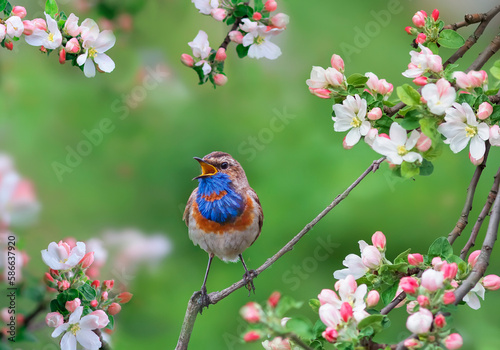bluethroat bird sits on a branch of a pink apple tree in spring blooming the garden and sings photo