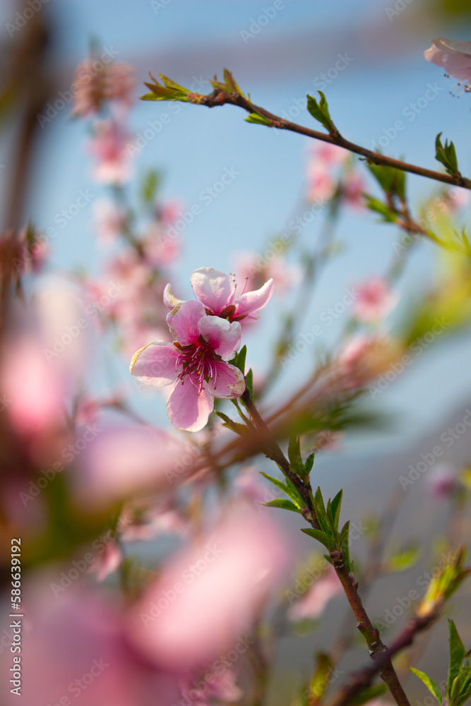 The beauty of blossom in spring, Italy, Bolzano