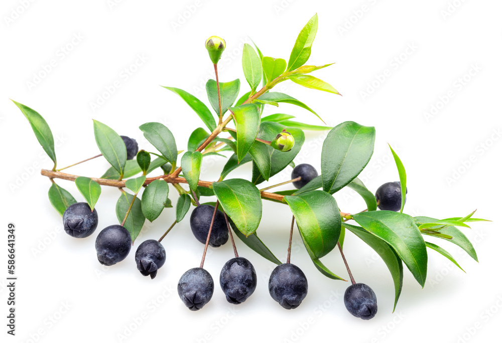 Myrtle branch with leaves and berries isolated on white background. Myrtle branch with leaves and berries isolated on white background.
